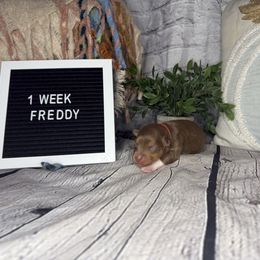 FREDDY - Red tri male Miniature Australian Shepherd puppy in Peoria, Arizona from B My Sunshines Mini Aussies