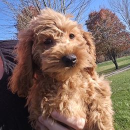Reed - Red male Cockapoo puppy in Lebanon, Kentucky from Mosaic Merle Doodles