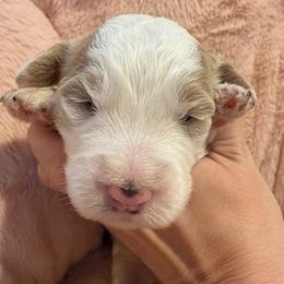 Dancer - Red female Bernedoodle puppy in Williamston, South Carolina from Sassy Bob’s Dogs