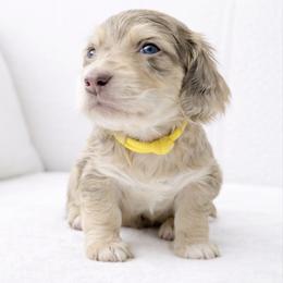 Monty (Chocolate and cream dapple) (No breeding homes allowed) - Dapple male Dachshund puppy in Fayetteville, North Carolina from RRD