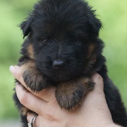 Black and red female - Black and red female German Shepherd puppy in Twin Lake, Michigan from VanBlargan German Shepherds
