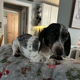 Mia - Dachshund