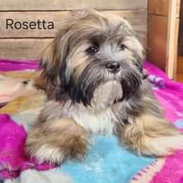Rosetta - Brown female Lhasa Apso puppy in Jefferson, New York from Absolute Lhasa Love