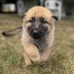 German Shepherds from Southern Shepherds