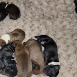 Boxers from B&B Boxers