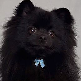Meek - Pomeranian