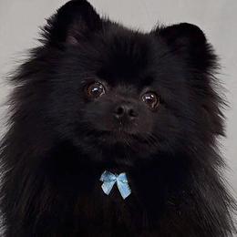 Meek - Pomeranian