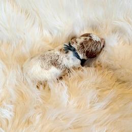 Australian Labradoodle, Double Doodle, Goldendoodle, and Labradoodle Puppies from Lake Mountain Doodle
