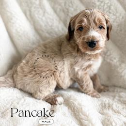 Pancake - Red male Bernedoodle puppy in Temecula, California from Brookside Bernedoodles