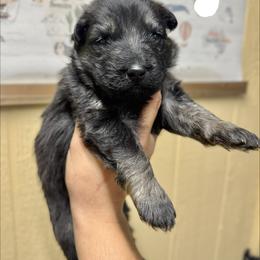 Diablo - White boy - Bi-color male German Shepherd puppy in Oakley, California from Von Guadachi German Shepherds & Audacity Border Collies