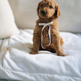 Blue collar boy - Maui - Red  male Goldendoodle puppy in Duncan, South Carolina from Abner Creek Poodles & Doodles