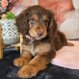 Lily - Brown and white female Aussiedoodle puppy in Prescott Valley, Arizona from Ramirez Family Doodles