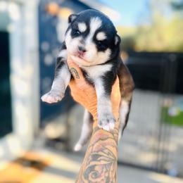 Solo - Black and white male Pomsky puppy in Yavapai County, Arizona from Pawsh Pomskies