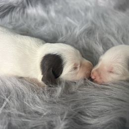 Hexa - LUA - liver - White and liver brown female Dalmatian puppy in Sedalia, Missouri from Missouri Dalmatians