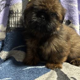 Scout - Red male Shih Tzu puppy in Sharon, Pennsylvania from Keystone Danes and Shih tzus