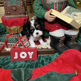 Joy - Tri-color female Cavalier King Charles Spaniel puppy in Madera, California from Cali Cavaliers