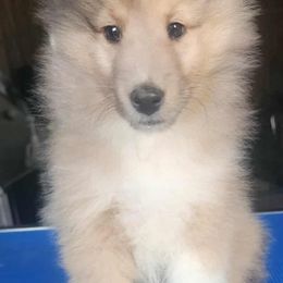 Sammy - Sable merle and white male Shetland Sheepdog puppy in Weedsport, New York from M&M Shelties and Smooch-A-Bulls English Bulldogs