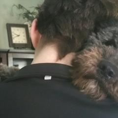 Spanish Water Dogs from The Woolly Dog Ranch