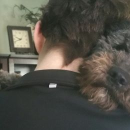 Spanish Water Dogs from The Woolly Dog Ranch