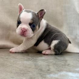 Pink - Tricolors male French Bulldog puppy in Wagoner, Oklahoma from Frenchie Frys