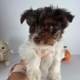 Ready to go BOY - Chocolate, tan and white male Yorkshire Terrier puppy in Dahalonega, Georgia from C. D. K