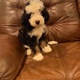Montana - Tri-color male Bernedoodle puppy in New Market, Virginia from Frosty & Ginger Co Home of Doodles