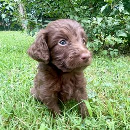 Count Chocula - Brown and white male Aussiedoodle puppy in Edmond, Oklahoma from Oodles of Doodles and Poodles