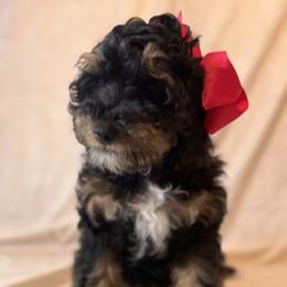 Cockapoo and Goldendoodle Puppies from Jax Doodles