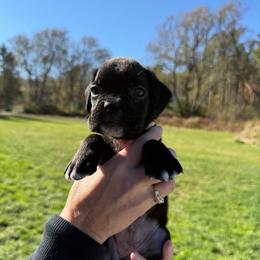 Pink - Brindle female Boxer puppy in Jamesville, New York from Reynolds Homestead Boxers