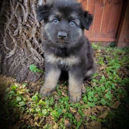 German Shepherd and Pembroke Welsh Corgi Puppies from J&R Shepherds & Corgis