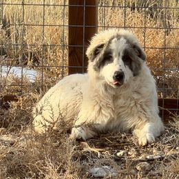 Po - Badger male Colorado Mountain Dog puppy in Cotopaxi, Colorado from Once Upon A Moose (OUM)