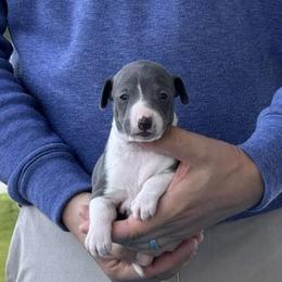 Boy 2 - Blue male Italian Greyhound puppy in Sugar Valley, Georgia from Pinnacle Farm and Kennel