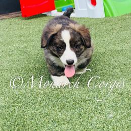Tornado (Tori) - Brindle and white female Cardigan Welsh Corgi puppy in Denver, Colorado from Monarch Corgis