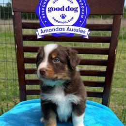 RTF Green collar - Red tri-color female Australian Shepherd puppy in Greenville, Texas from Amandas Aussies