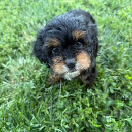 Claire - Black and tan female Cavapoo puppy in Fayette County, Ohio from Happy Tails