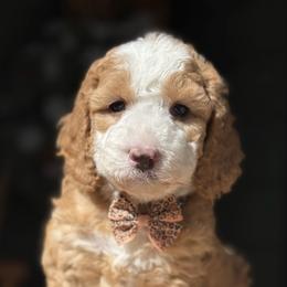 Brown-noah - Red male Bernedoodle puppy in Yuciapa, California from AlltheDoodlez_