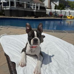 Boston Terrier and French Bulldog Puppies from 3B Kennels-Beth’s Best Boston’s