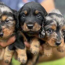 Dachshunds from Double J Dachshunds