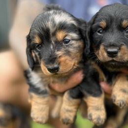 Dachshunds from Double J Dachshunds