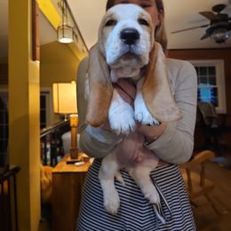 Basset Hound Puppies from Bleus Bassets