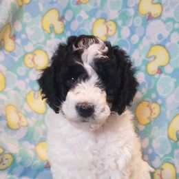 Poodles from Mountain Vista Pups LLC