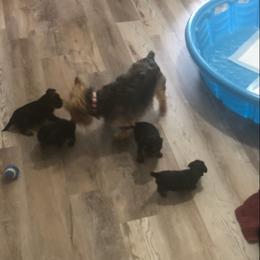 Yorkshire Terrier Puppies from Chris Sale's Yorkshire Terriers