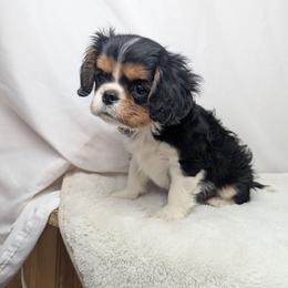 Little Ringo - Tri-color male Cavalier King Charles Spaniel puppy in Seymour, Missouri from Painted Blessing's AKC Cavaliers LLC