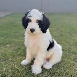 Wormtail - Tri-color male Bernedoodle puppy in Apache Junction, Arizona from Coffey House Doodles