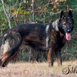 Sako - German Shepherd