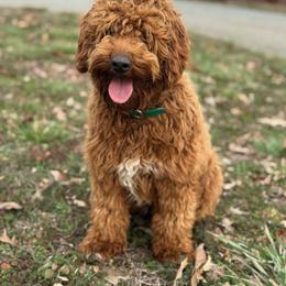 Lucy - Goldendoodle
