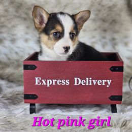 German Shepherd and Pembroke Welsh Corgi Puppies from Triple C German Shepherds and Corgis