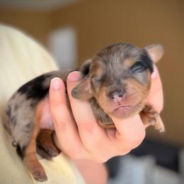 Boy 3 - Dapple male Dachshund puppy in Southwest Ranches, Florida from Breezy Florida Dachshunds