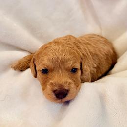 George - Red male Labradoodle puppy in Bruceton Mills, West Virginia from Adonai Ra'ah Farms