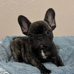 Brindle boy - Brindle male French Bulldog puppy in Nevis, Minnesota from Faithful Acres French Bulldogs
